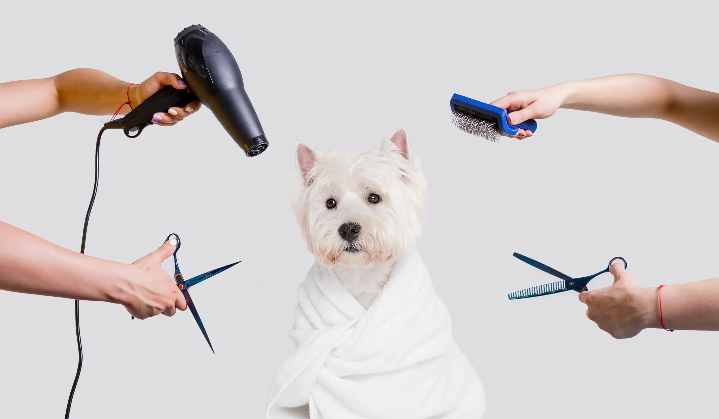 dog-grooming-tools-for-beginners-cover